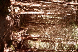 DSCF0997.JPG.JPG