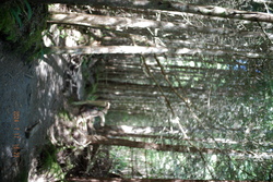DSCF0998.JPG.JPG