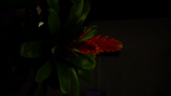 DSCF0675.JPG
