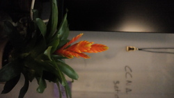 DSCF0716.JPG