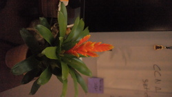 DSCF0718.JPG