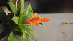DSCF0720.JPG
