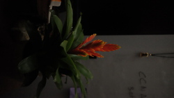 DSCF0722.JPG