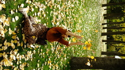 DSCF0919.JPG