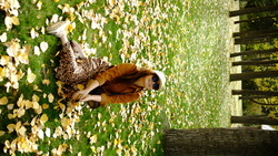 DSCF0920.JPG